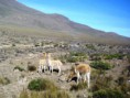 /album/colca-canyon-1-day/reserva-jpg/