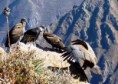 /album/trekking-3-days/condor-jpg3/